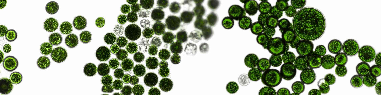 Prébiotiques, probiotiques, postbiotiques BOPLUME DERMATOLOGIE