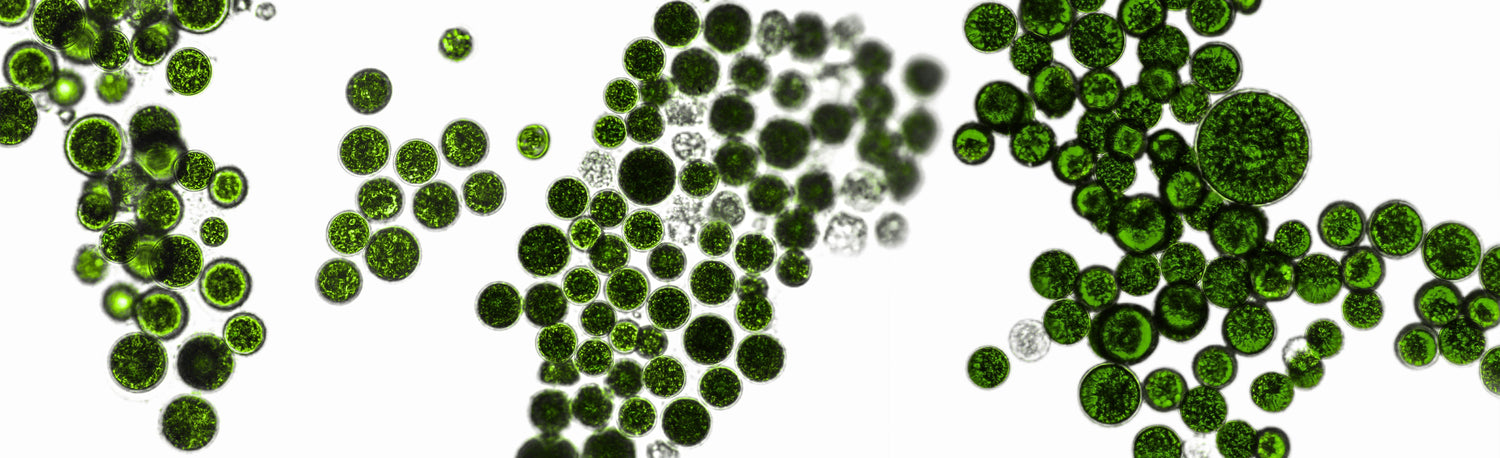 Prébiotiques, probiotiques, postbiotiques : des alliés essentiels pour le microbiome cutané