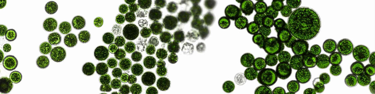 Prébiotiques, probiotiques, postbiotiques BOPLUME DERMATOLOGIE