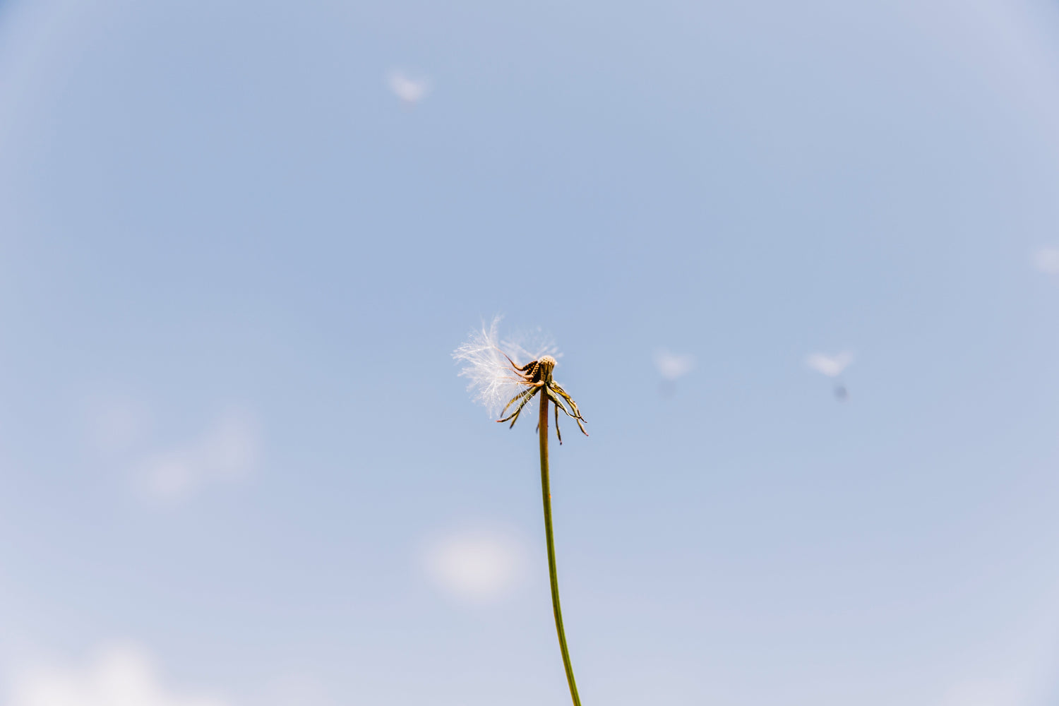 Pollens et peaux sensibles : rougeurs, démangeaisons, tiraillements
