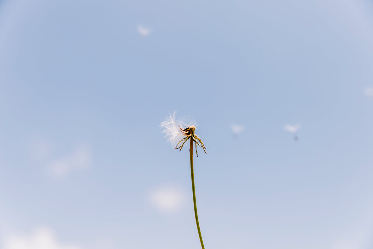 Pollens et peaux sensibles : rougeurs, démangeaisons, tiraillements
