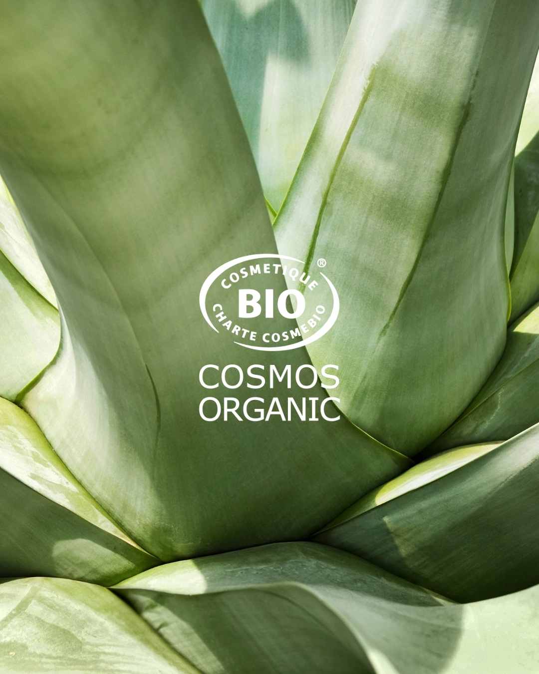ALOE VERA BIO COSMOS ORGANIC BOPLUME DERMATOLOGIE