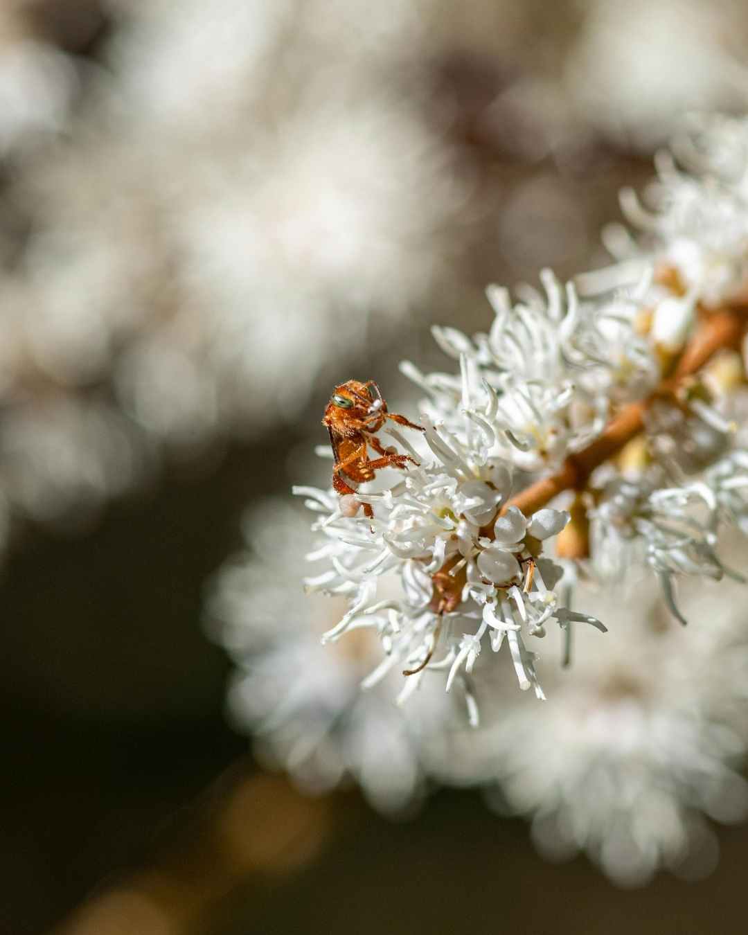 Soins naturels certifiés bio BOPLUME DERMATOLOGIE